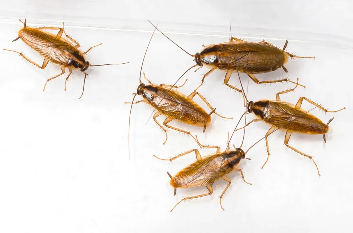 Cockroach pest control service for homes and businesses in Chandigarh