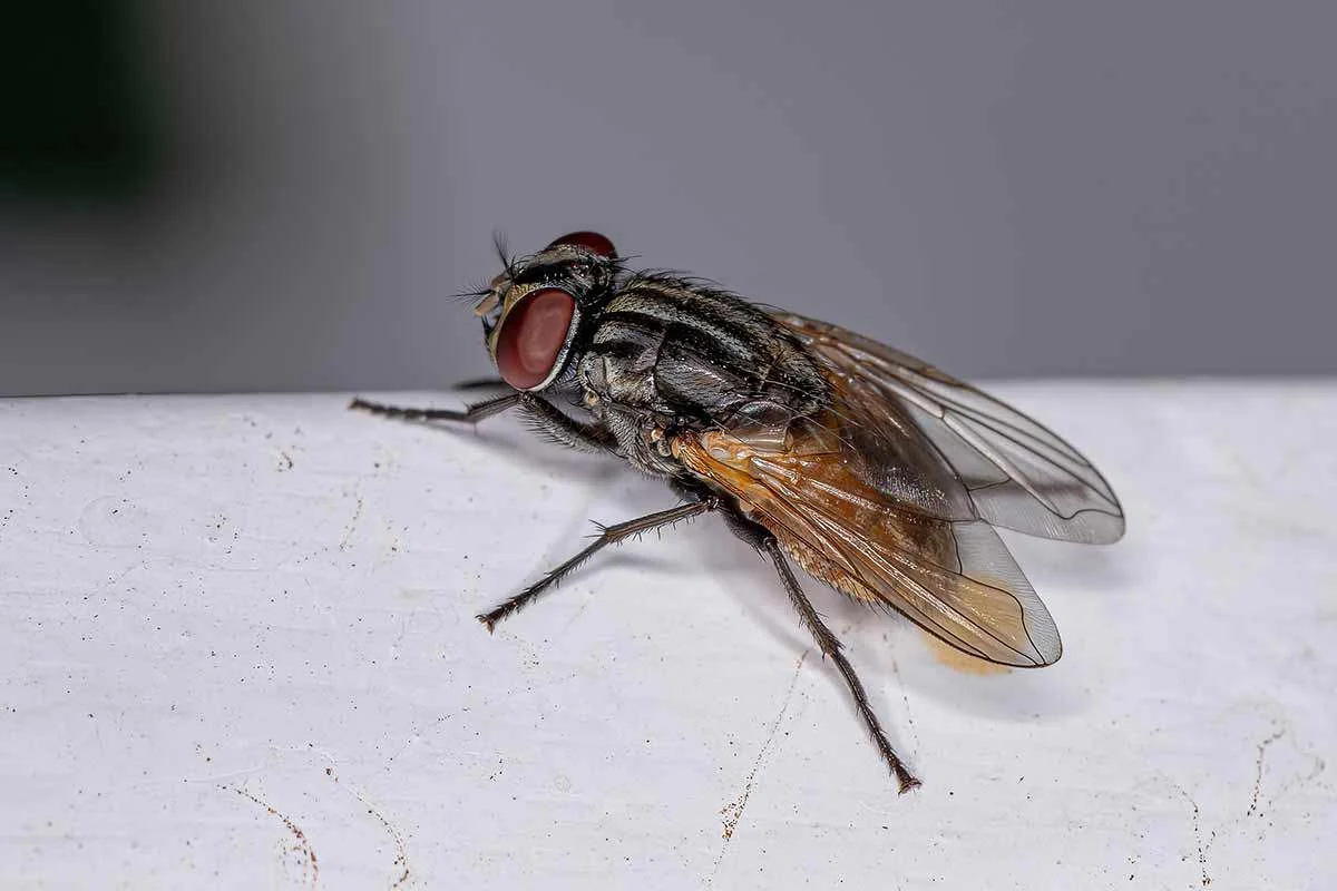 Fly Control Services in Chandigarh