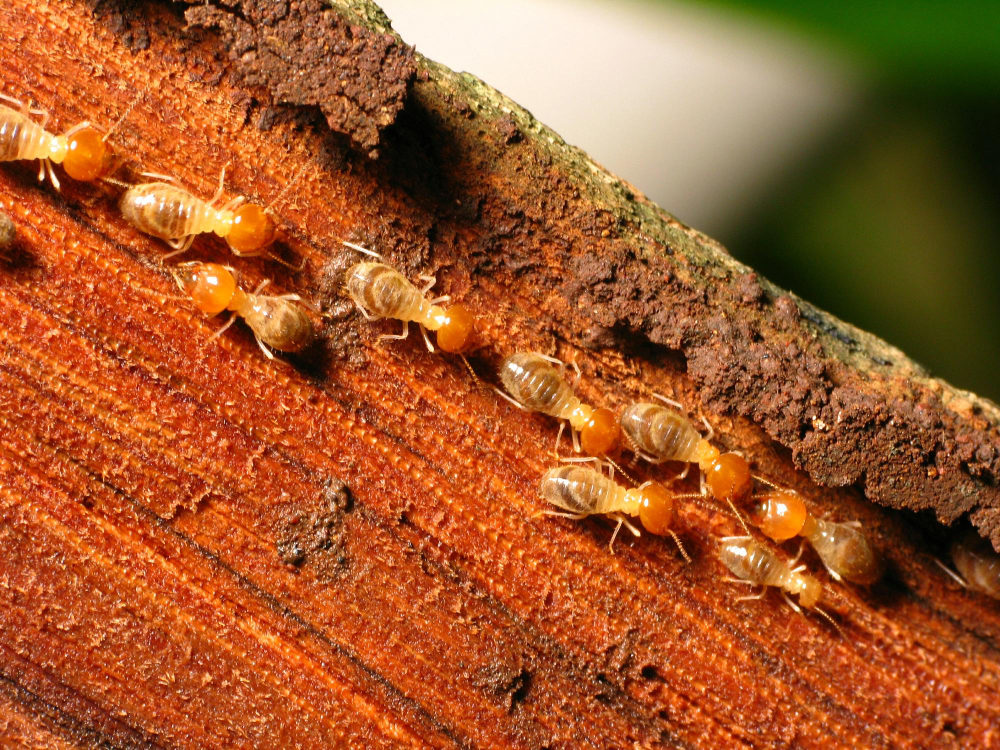 Drywood Termites